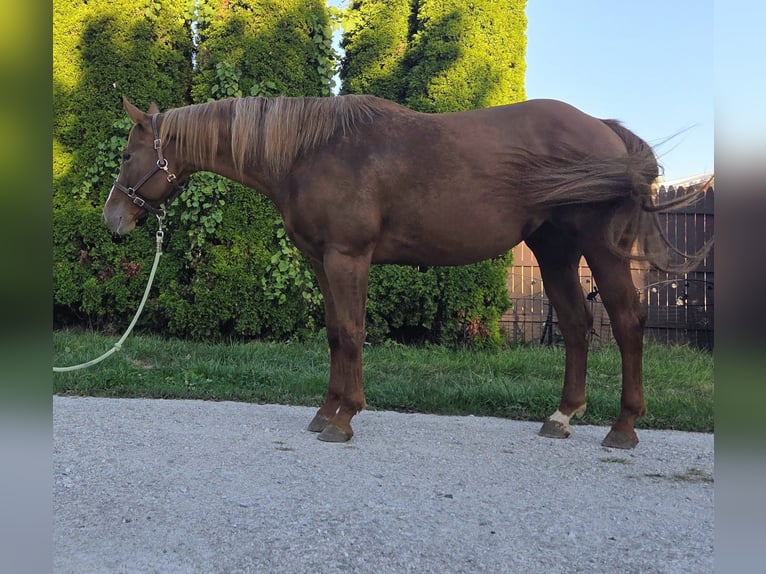 American Quarter Horse Stute 6 Jahre 168 cm Dunkelfuchs in Walbridge