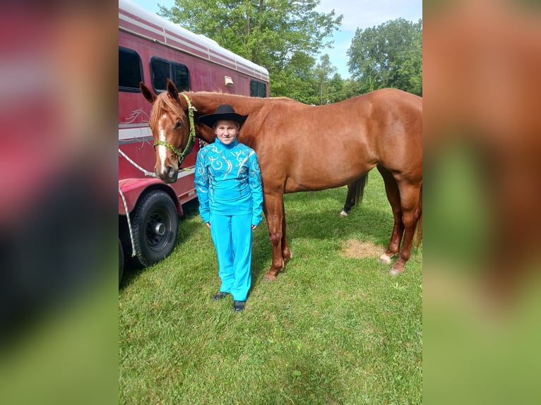 American Quarter Horse Stute 6 Jahre 168 cm Dunkelfuchs in Walbridge