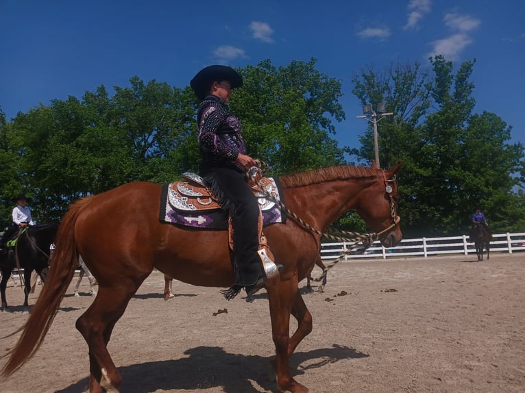 American Quarter Horse Stute 6 Jahre 168 cm Dunkelfuchs in Walbridge