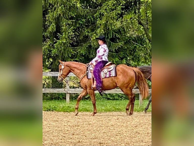 American Quarter Horse Stute 6 Jahre 168 cm Dunkelfuchs in Walbridge