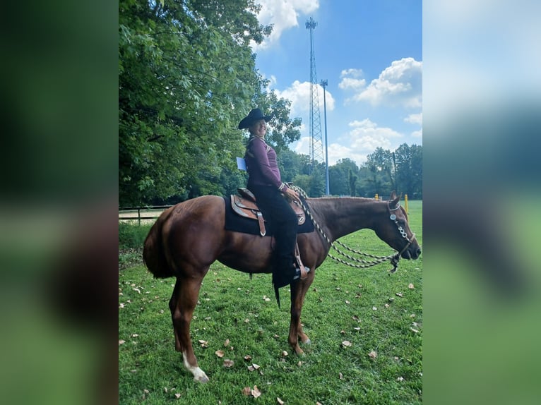 American Quarter Horse Stute 6 Jahre 168 cm Dunkelfuchs in Walbridge