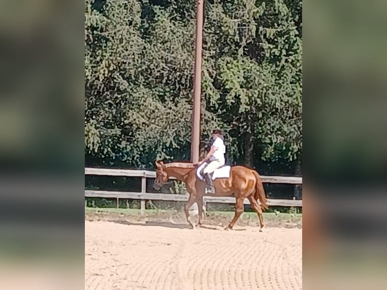 American Quarter Horse Stute 6 Jahre 168 cm Dunkelfuchs in Walbridge