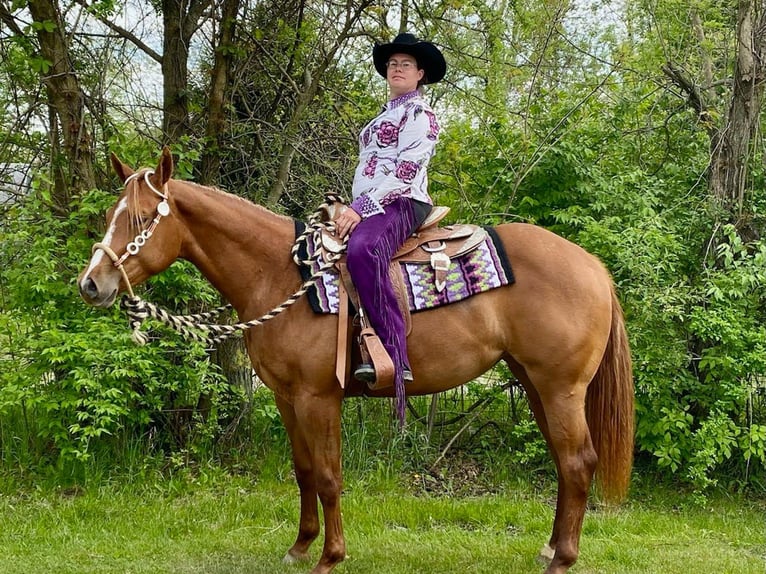 American Quarter Horse Stute 6 Jahre 168 cm Dunkelfuchs in Walbridge