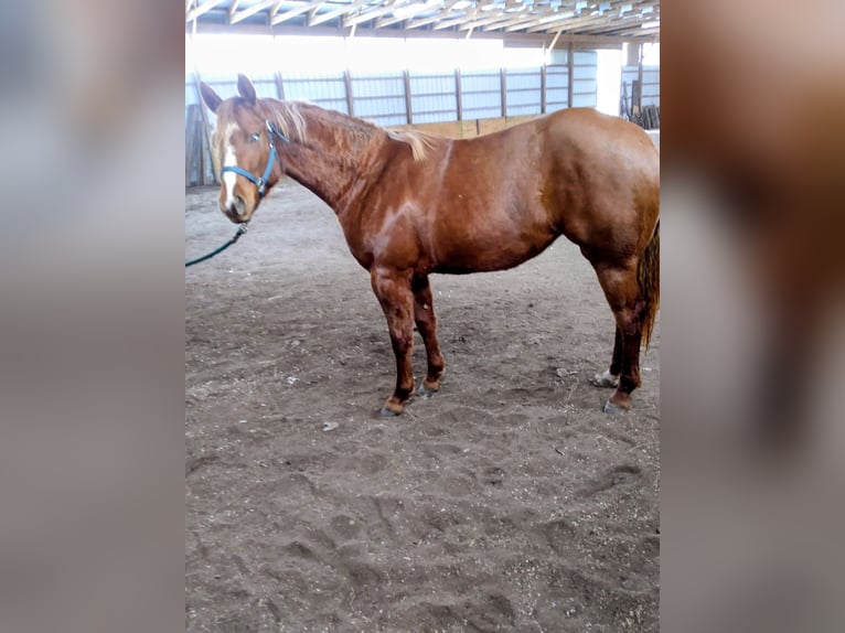American Quarter Horse Stute 6 Jahre 168 cm Dunkelfuchs in Walbridge