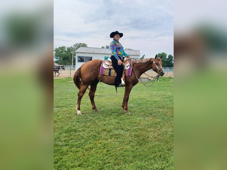 American Quarter Horse Stute 6 Jahre 168 cm Dunkelfuchs in Walbridge