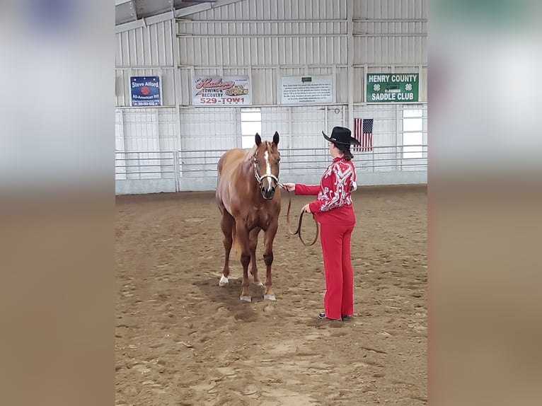 American Quarter Horse Stute 6 Jahre 168 cm Dunkelfuchs in Walbridge