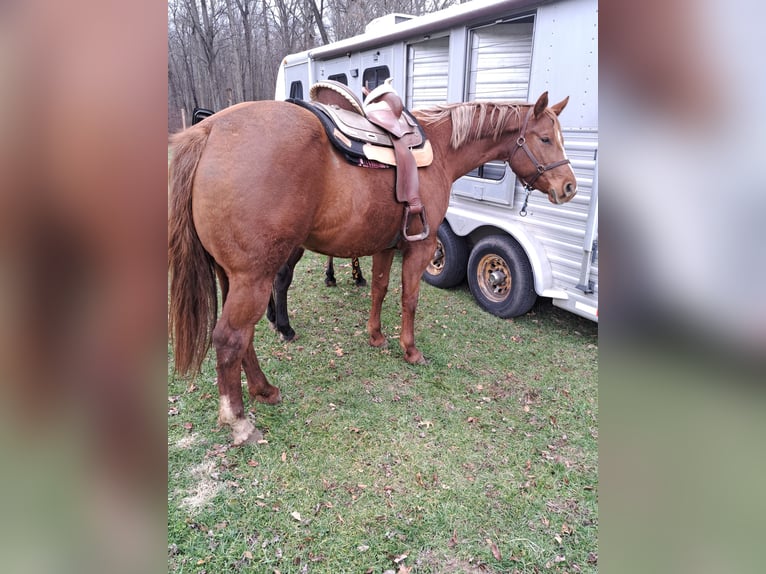 American Quarter Horse Stute 6 Jahre 168 cm Dunkelfuchs in Walbridge
