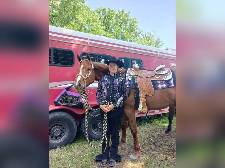 American Quarter Horse Stute 6 Jahre 168 cm Dunkelfuchs in Walbridge
