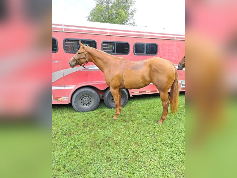 American Quarter Horse Stute 6 Jahre 168 cm Dunkelfuchs in Walbridge