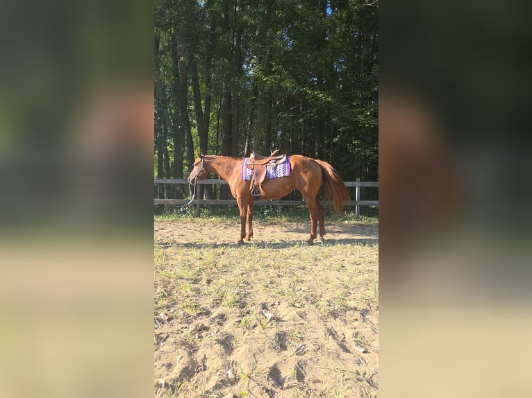 American Quarter Horse Stute 6 Jahre 168 cm Dunkelfuchs in Walbridge