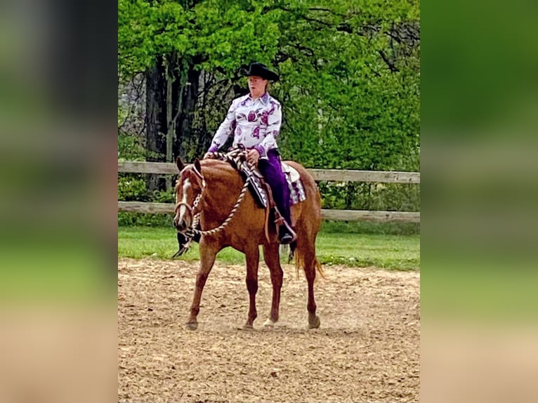 American Quarter Horse Stute 6 Jahre 168 cm Dunkelfuchs in Walbridge