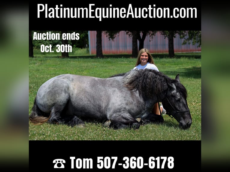 American Quarter Horse Stute 6 Jahre 168 cm Roan-Blue in Windom, MN