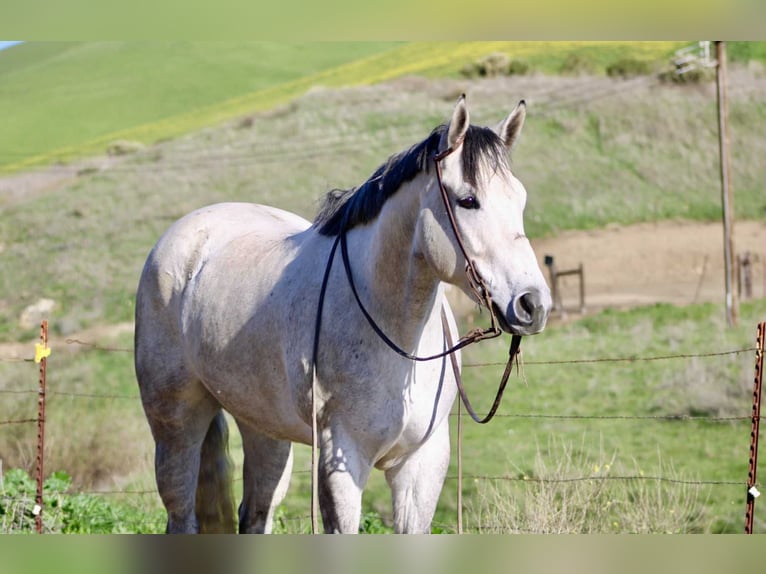 American Quarter Horse Stute 6 Jahre 168 cm Schimmel in Bitterwater CA
