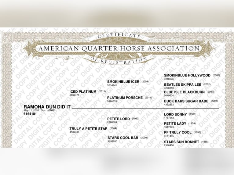 American Quarter Horse Stute 6 Jahre Falbe in Hamilton Al