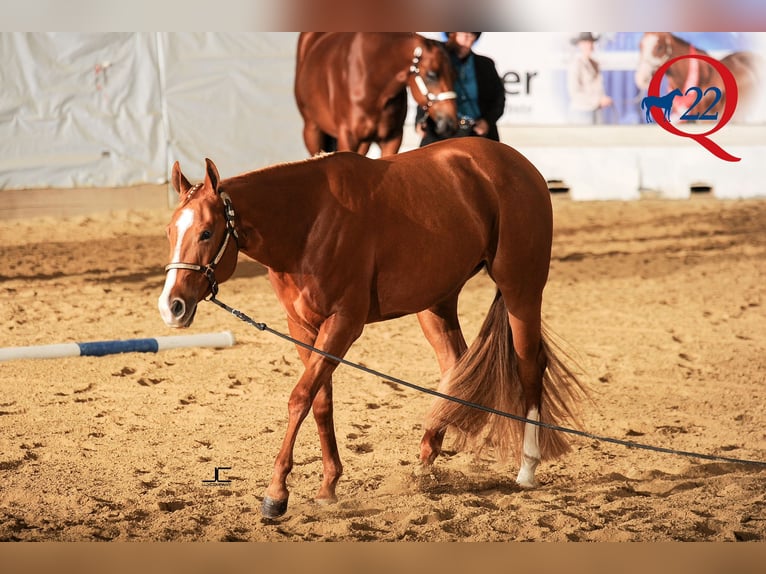 American Quarter Horse Stute 6 Jahre Fuchs in Uedem