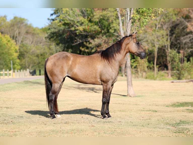 American Quarter Horse Stute 6 Jahre Grullo in Terrell