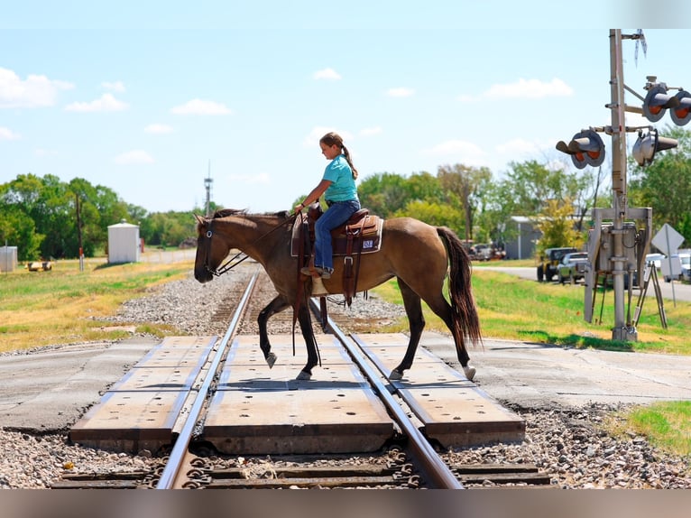 American Quarter Horse Stute 6 Jahre Grullo in Terrell