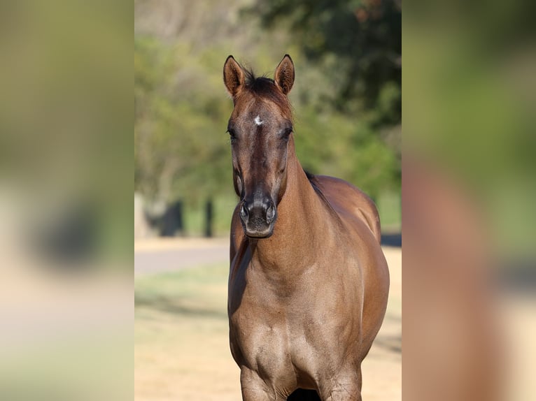 American Quarter Horse Stute 6 Jahre Grullo in Terrell