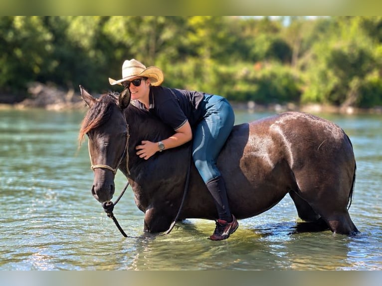 American Quarter Horse Stute 6 Jahre Grullo in CAUMONT