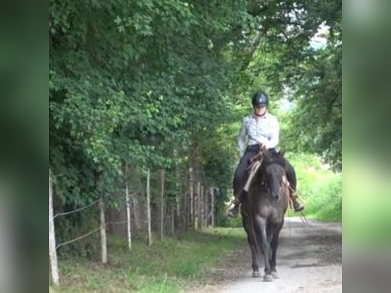 American Quarter Horse Stute 6 Jahre Grullo in CAUMONT