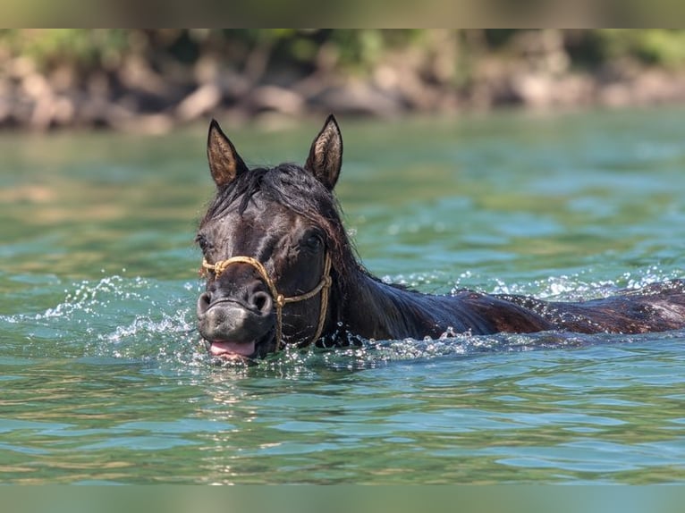 American Quarter Horse Stute 6 Jahre Grullo in CAUMONT