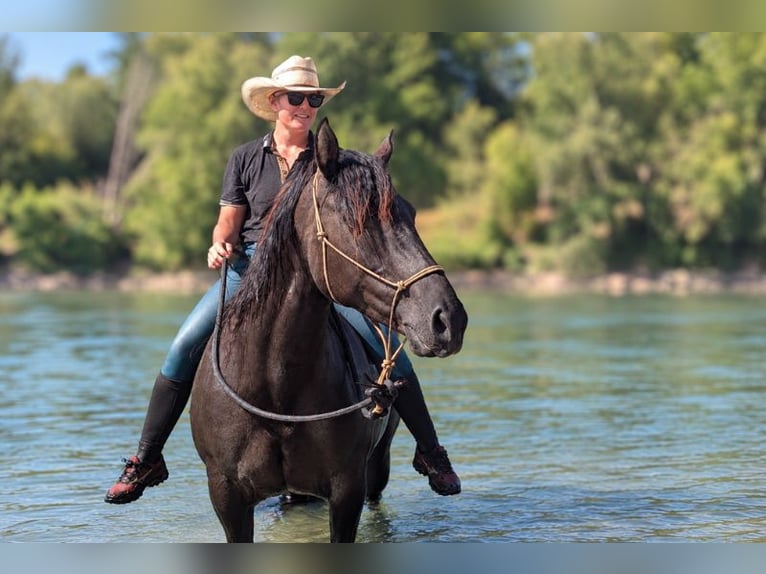 American Quarter Horse Stute 6 Jahre Grullo in CAUMONT