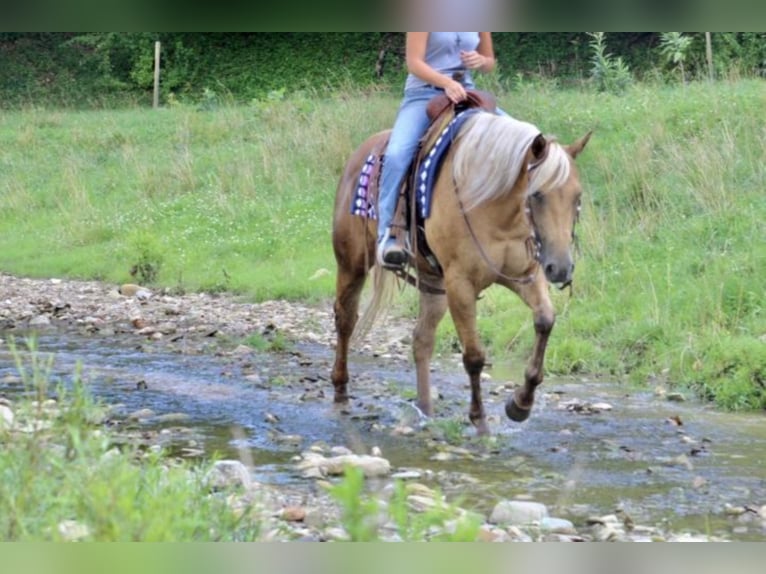 American Quarter Horse Stute 6 Jahre Palomino in Fredericksburg, OH
