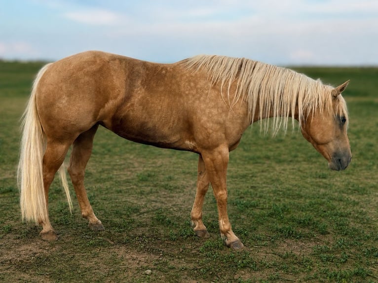 American Quarter Horse Stute 6 Jahre Palomino in Canyon