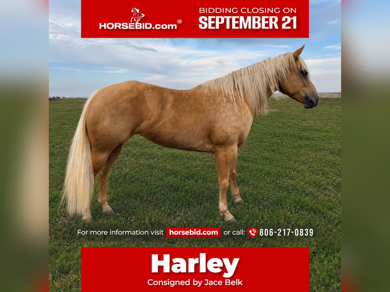 American Quarter Horse Stute 6 Jahre Palomino in Canyon