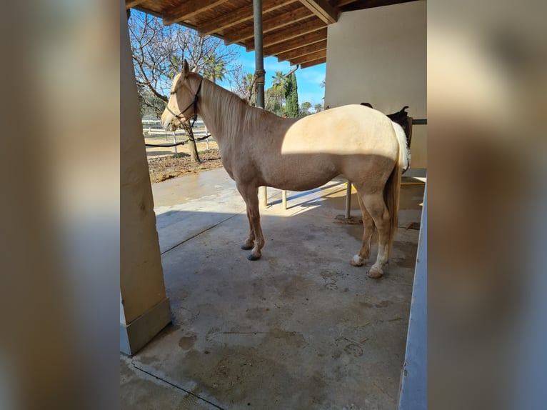 American Quarter Horse Stute 6 Jahre Palomino in Parabita