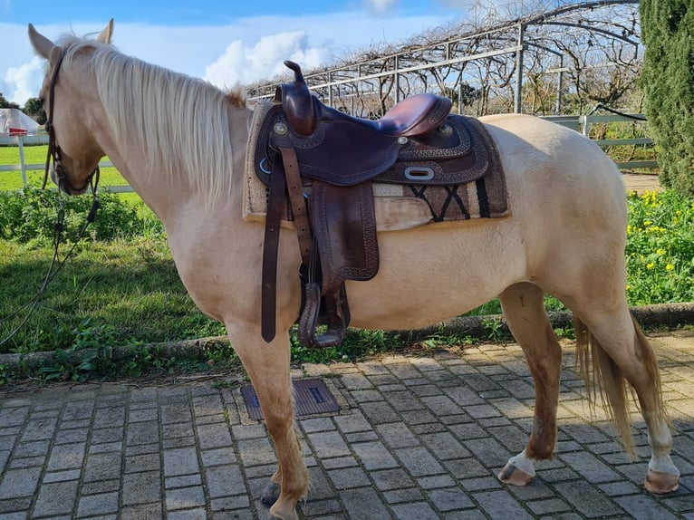 American Quarter Horse Stute 6 Jahre Palomino in Parabita