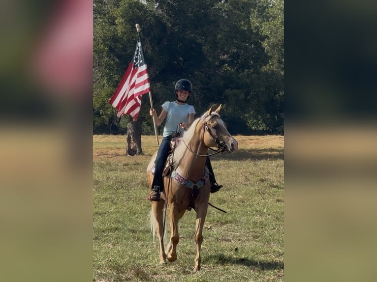 American Quarter Horse Stute 6 Jahre Palomino in Weatherford