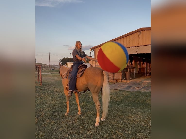 American Quarter Horse Stute 6 Jahre Palomino in Weatherford