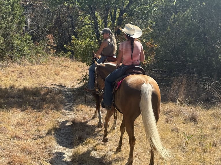 American Quarter Horse Stute 6 Jahre Palomino in Weatherford
