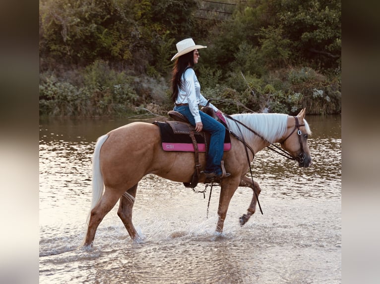American Quarter Horse Stute 6 Jahre Palomino in Weatherford