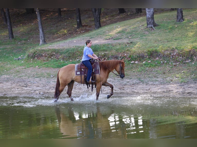 American Quarter Horse Stute 6 Jahre Red Dun in Terrell