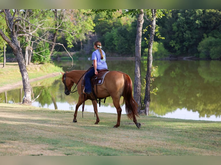 American Quarter Horse Stute 6 Jahre Red Dun in Terrell