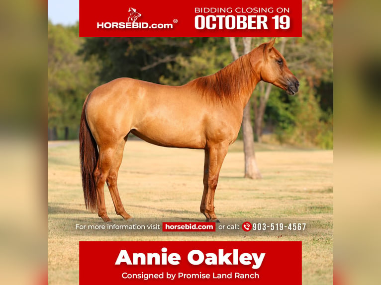 American Quarter Horse Stute 6 Jahre Red Dun in Terrell