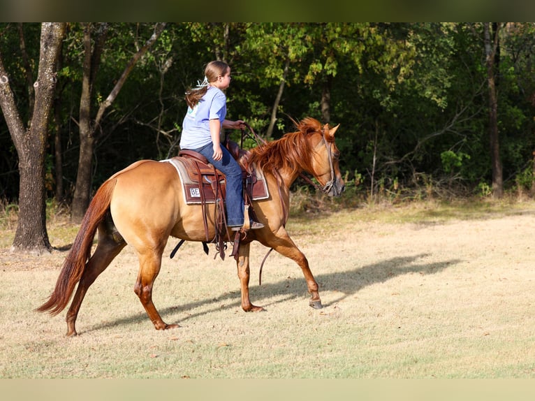 American Quarter Horse Stute 6 Jahre Red Dun in Terrell