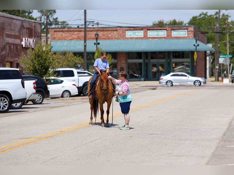 American Quarter Horse Stute 6 Jahre Red Dun in Terrell