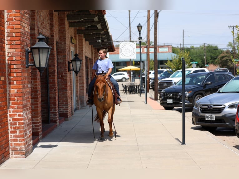 American Quarter Horse Stute 6 Jahre Red Dun in Terrell