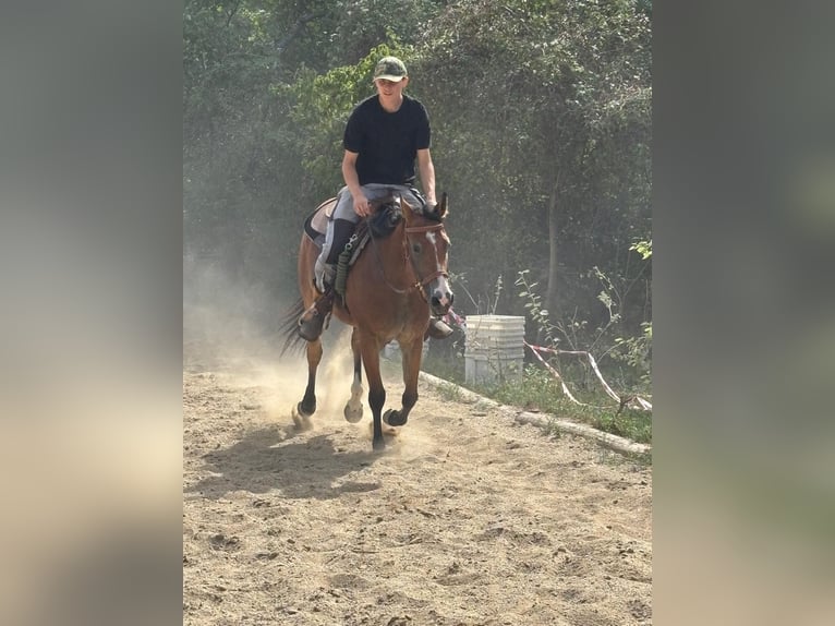 American Quarter Horse Stute 6 Jahre  in Wien, Donaustadt