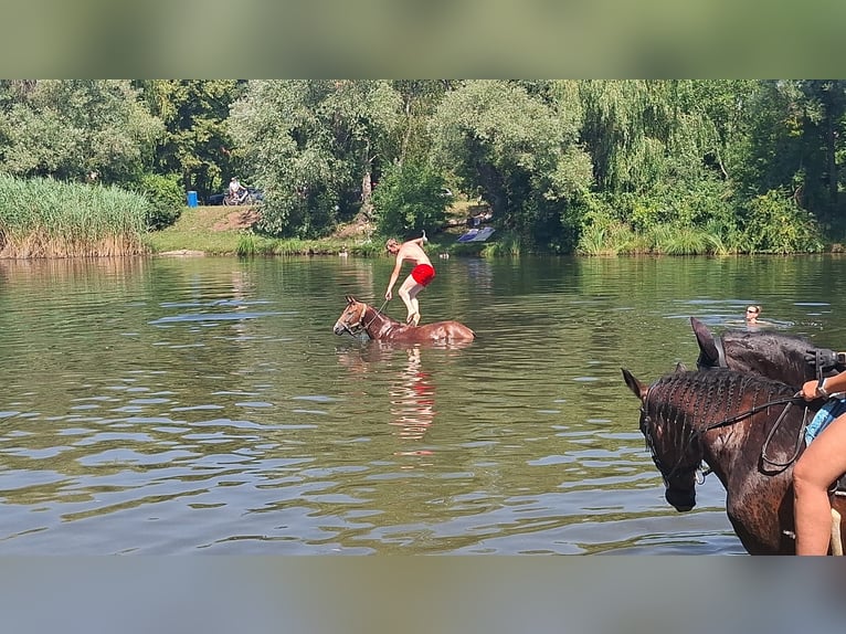 American Quarter Horse Stute 6 Jahre  in Wien, Donaustadt