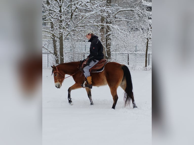 American Quarter Horse Stute 6 Jahre  in Wien, Donaustadt