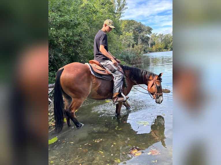 American Quarter Horse Stute 6 Jahre  in Wien, Donaustadt