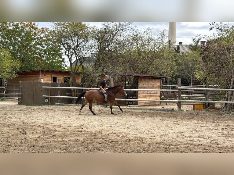 American Quarter Horse Stute 6 Jahre  in Wien, Donaustadt