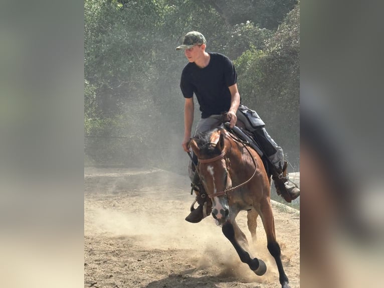 American Quarter Horse Stute 6 Jahre  in Wien, Donaustadt