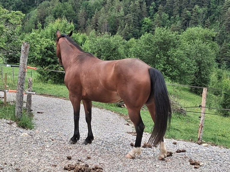 American Quarter Horse Stute 6 Jahre in Voiron