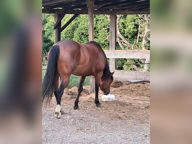 American Quarter Horse Stute 6 Jahre in Voiron
