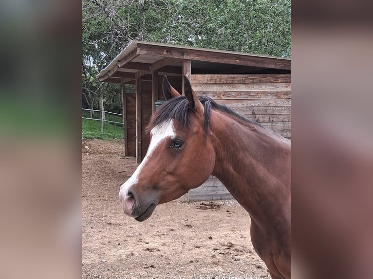 American Quarter Horse Stute 6 Jahre in Voiron